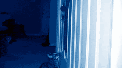 Crazy Color Kitten Play