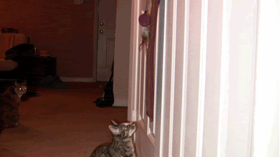kitten cat toy animation gif
