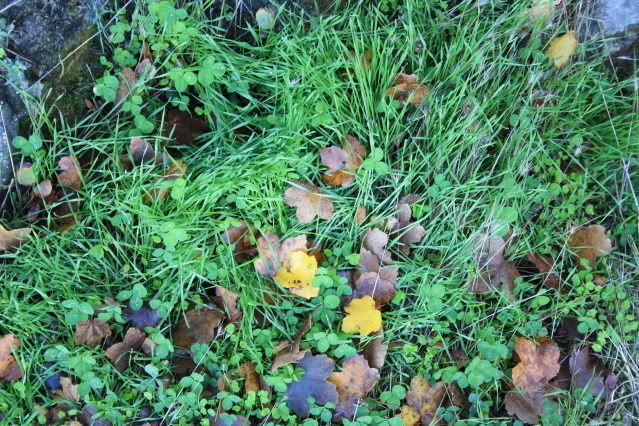 FALL