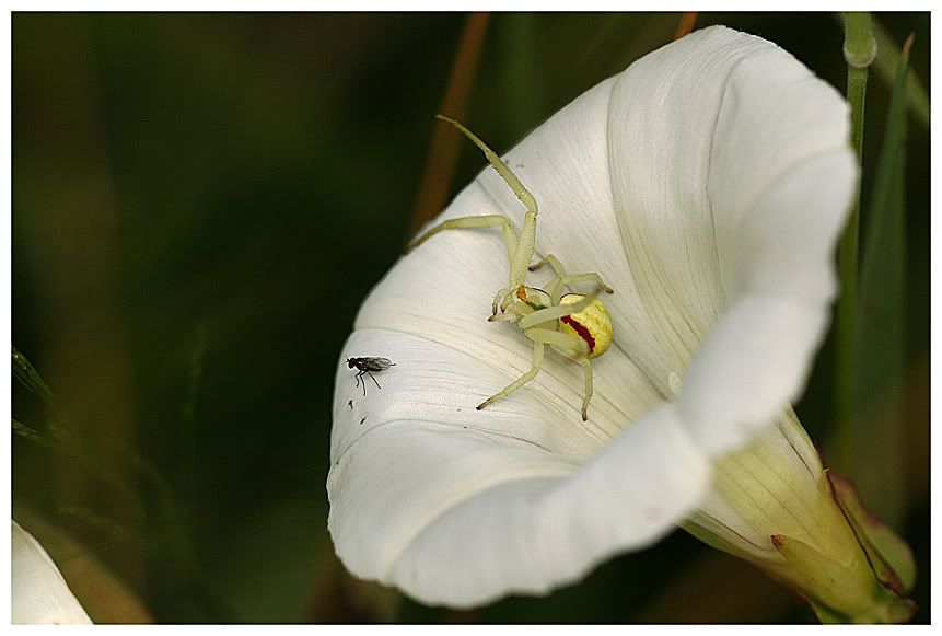 Fotografie