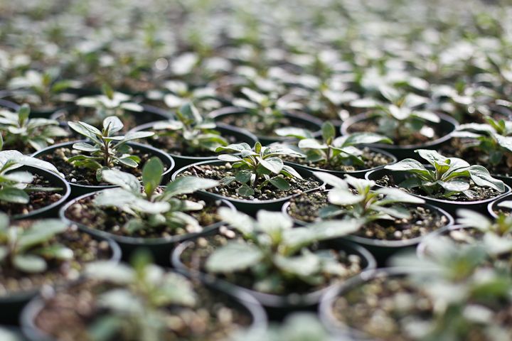  photo Palestine-2_zps2c1a7c80.jpg