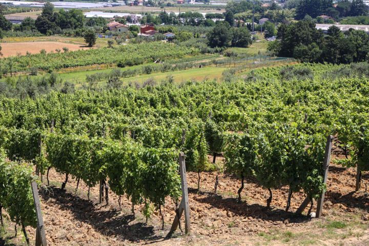  photo PisaandLuca-47_zpsda29cd8c.jpg