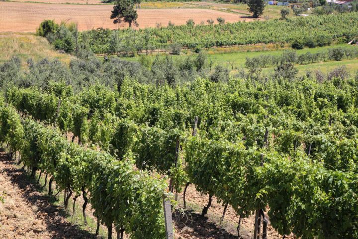  photo PisaandLuca-48_zpscab3fbe5.jpg