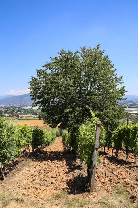  photo PisaandLuca-49_zps34920d3c.jpg