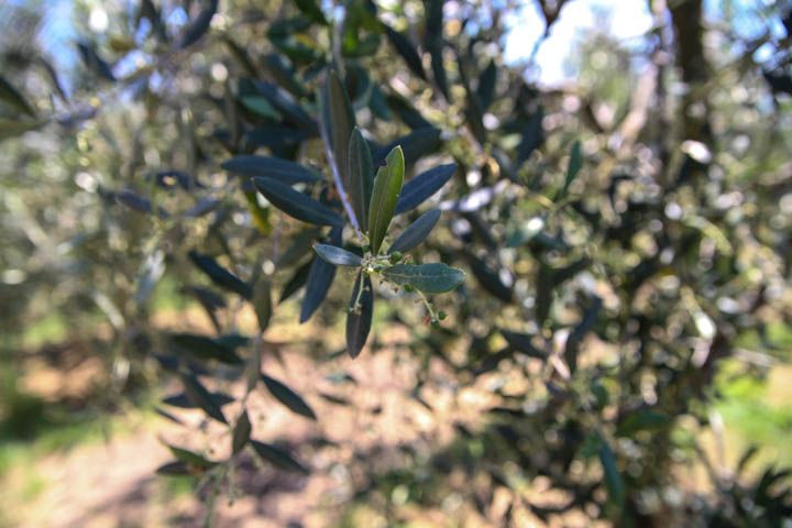  photo PisaandLuca-50_zpsdb37cfd5.jpg