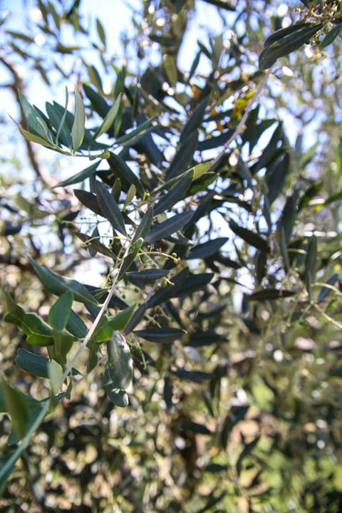  photo PisaandLuca-51_zps9be2c6b7.jpg