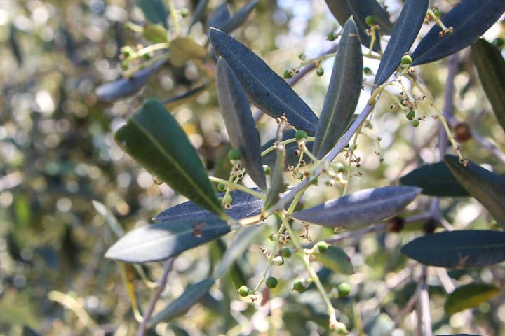  photo PisaandLuca-52_zpsd78fa81d.jpg