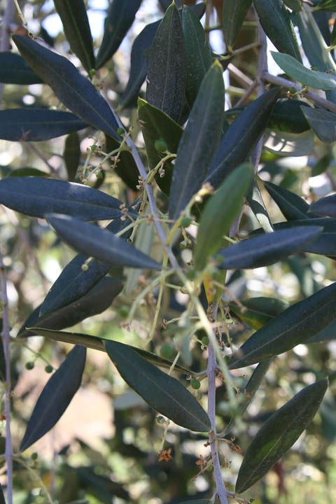  photo PisaandLuca-53_zpsf1dc689e.jpg