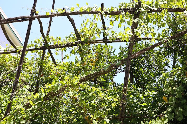  photo Sorrento-Amalfi-22_zps6095f0d5.jpg