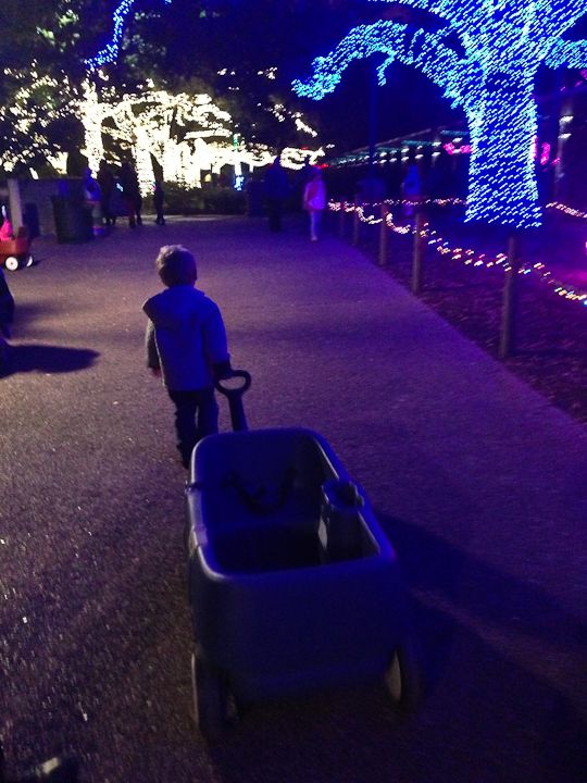  photo ZooLights-2_zps11d2dad2.jpg