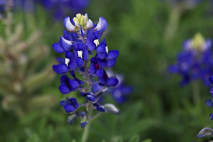  photo Bluebonnets-14_zps3f045775.jpg
