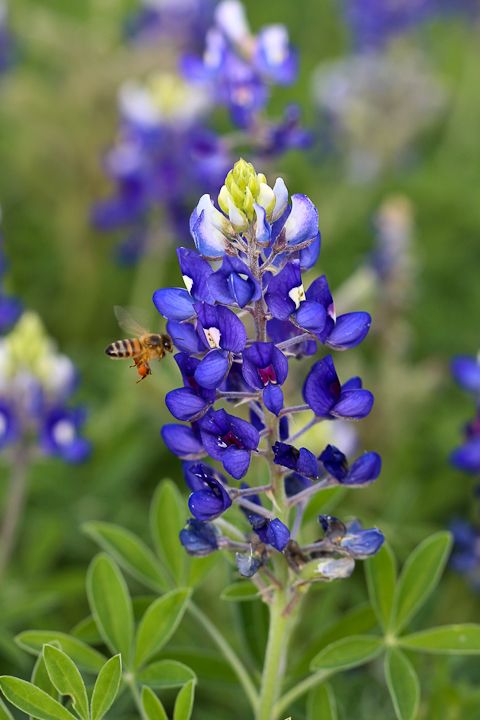  photo Bluebonnets-17_zpsc3e3d480.jpg
