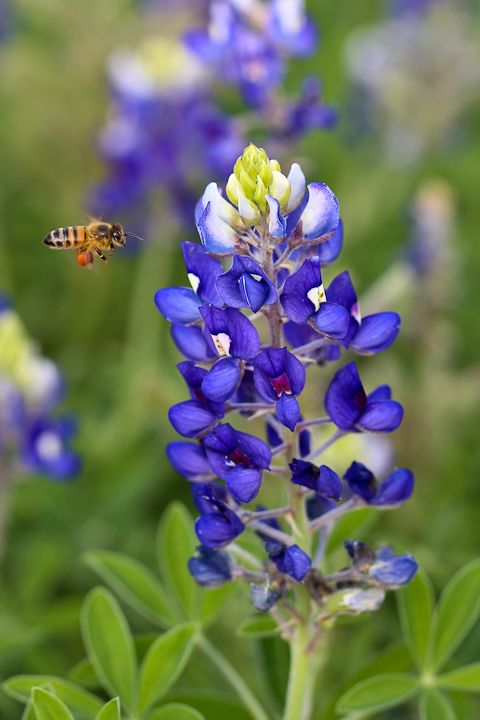  photo Bluebonnets-18_zpscfb1697a.jpg