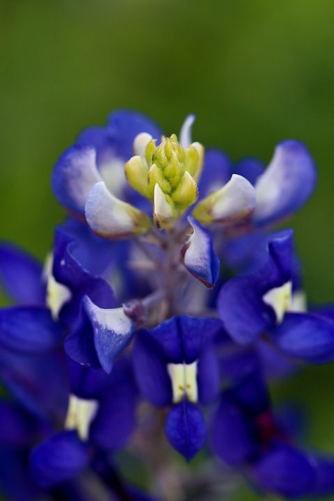  photo Bluebonnets-19_zps3ca67d3b.jpg