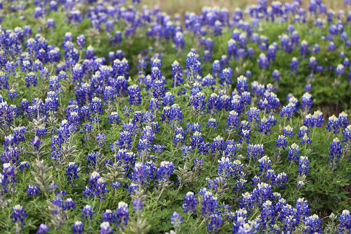  photo Bluebonnets-3_zpsbefc380f.jpg
