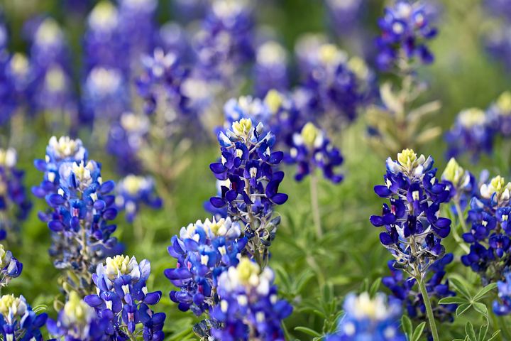  photo Bluebonnets-5_zps39bf3fe1.jpg