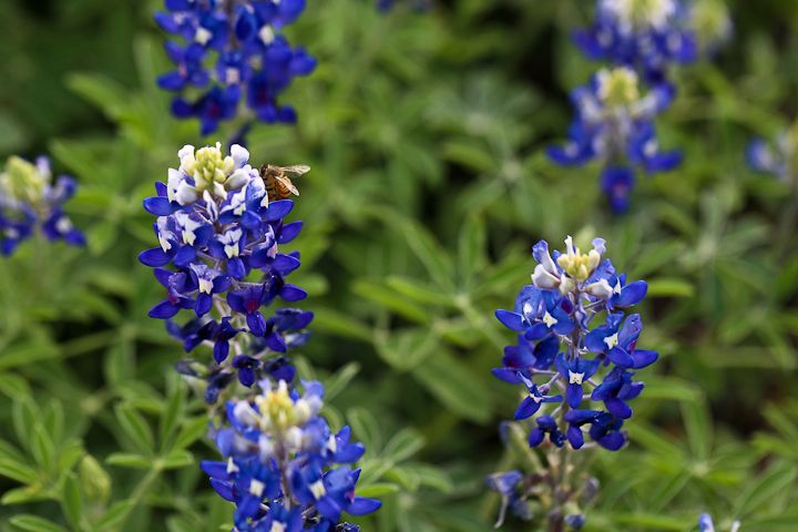  photo Bluebonnets-6_zps6cdc5d16.jpg
