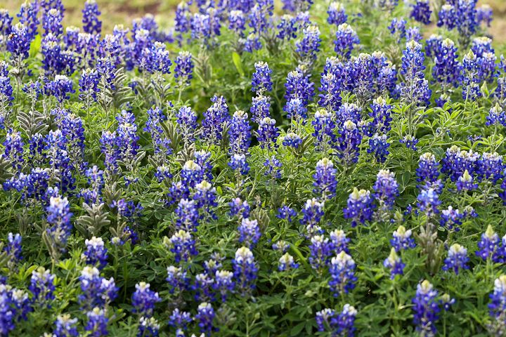  photo Bluebonnets-8_zpsd0b3178c.jpg