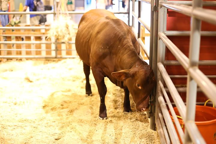 IMG_0677 photo IMG_0677_zpsd532ade6.jpg