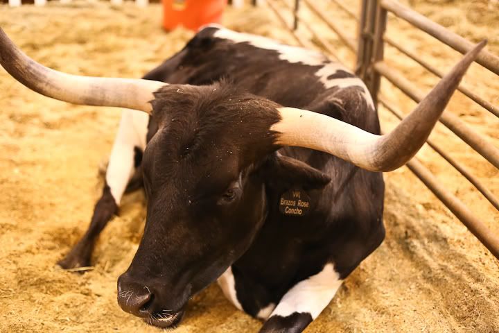 IMG_0682 photo IMG_0682_zps6f8513d4.jpg