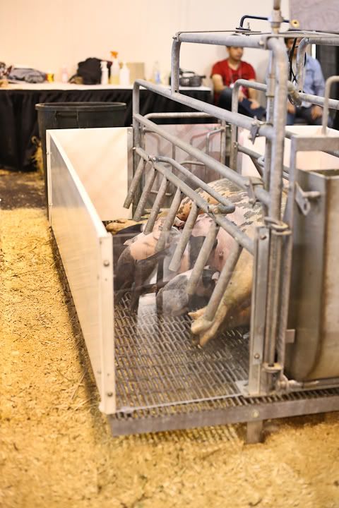 IMG_0685 photo IMG_0685_zpsce165935.jpg