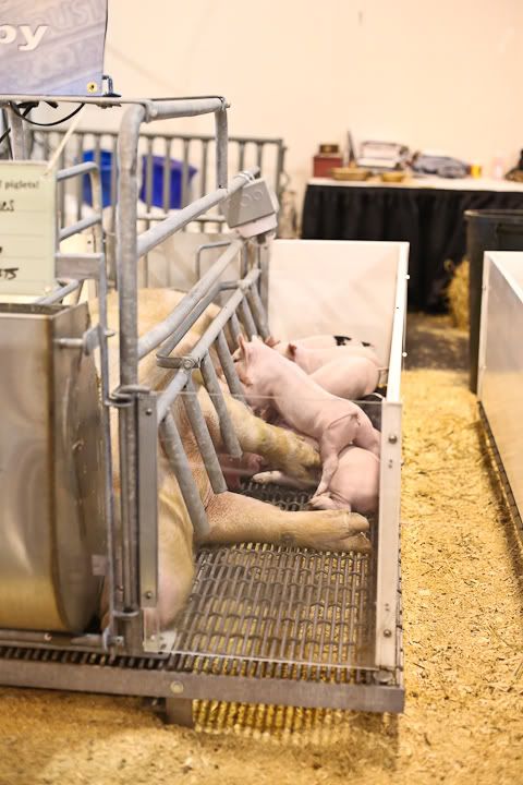 IMG_0686 photo IMG_0686_zpsc16351b1.jpg