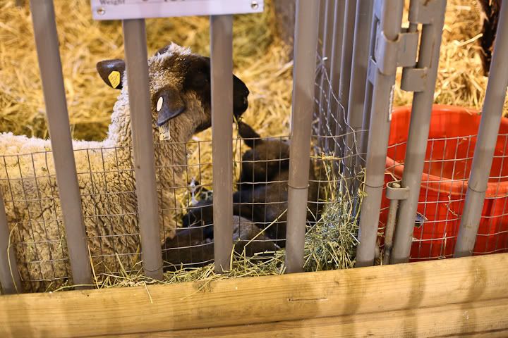 IMG_0692 photo IMG_0692_zps86730662.jpg