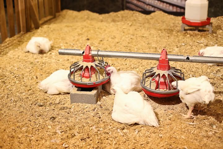 IMG_0705 photo IMG_0705_zps7fdc3b64.jpg