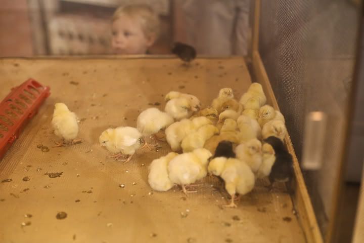 IMG_0713 photo IMG_0713_zpsf45cb2d4.jpg