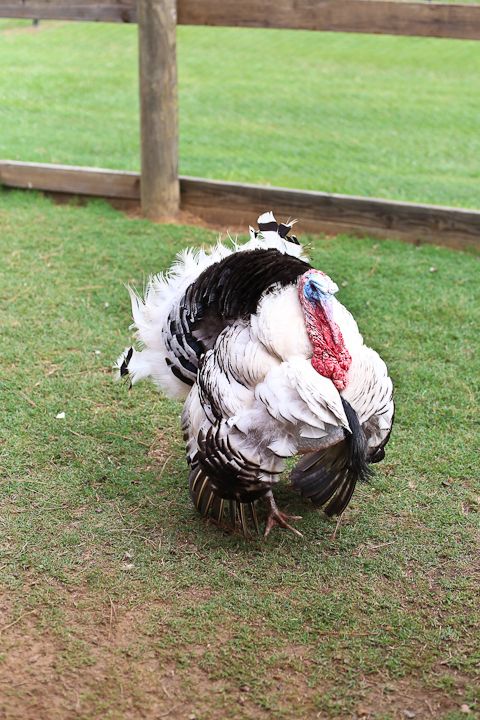  photo MemorialDayinPalestine-17_zps2d417714.jpg