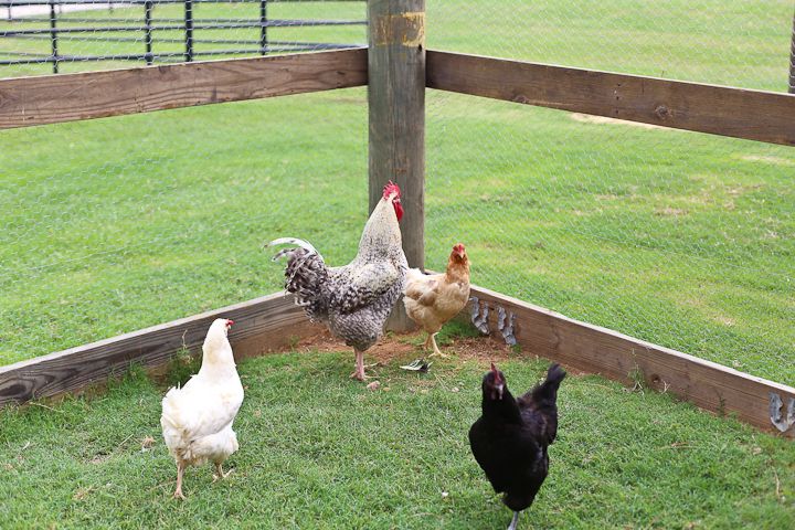  photo MemorialDayinPalestine-18_zps6edde440.jpg