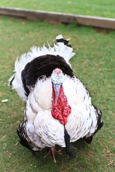  photo MemorialDayinPalestine-19_zps6a4e37b4.jpg