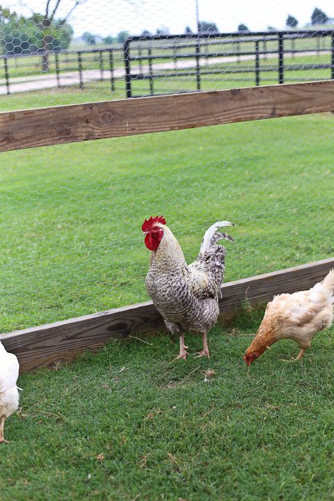  photo MemorialDayinPalestine-20_zpsbb2da267.jpg