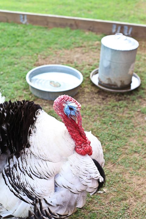  photo MemorialDayinPalestine-26_zpsb87f42ac.jpg