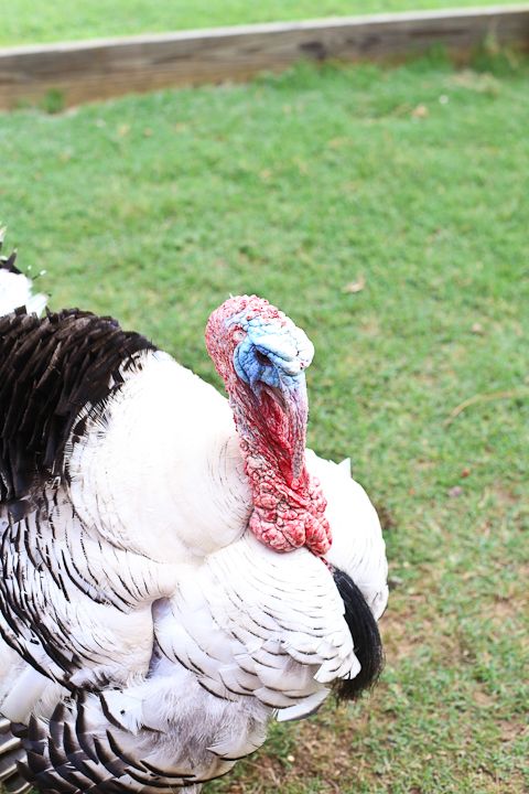  photo MemorialDayinPalestine-27_zps10778550.jpg