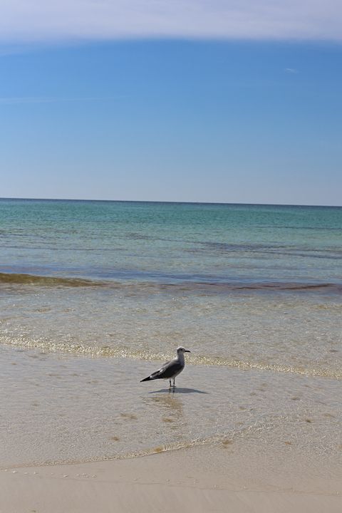  photo Destin-5_zps82e81519.jpg