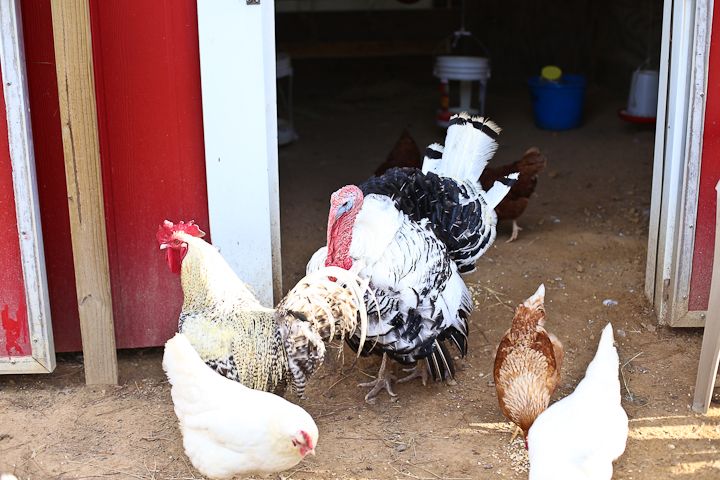  photo Recent-12_zpsec499419.jpg