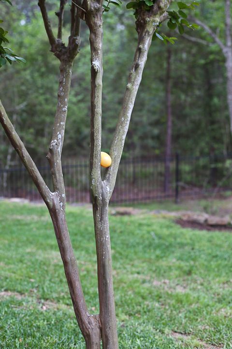  photo Easter-75_zpstplgzdoq.jpg