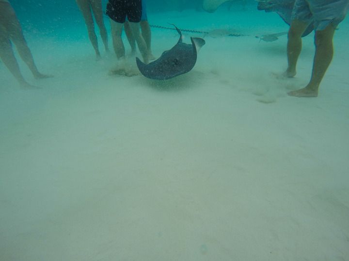  photo Grand Cayman-10_zpsaqgj5cy7.jpg