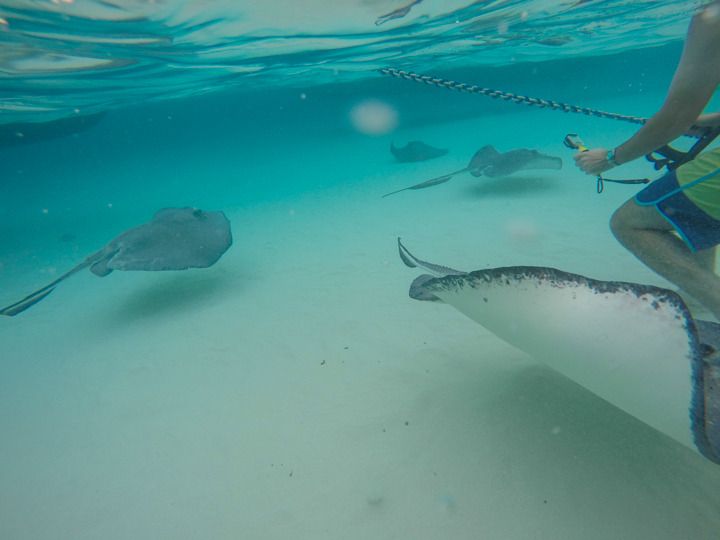  photo Grand Cayman-12_zpszv6va6xo.jpg