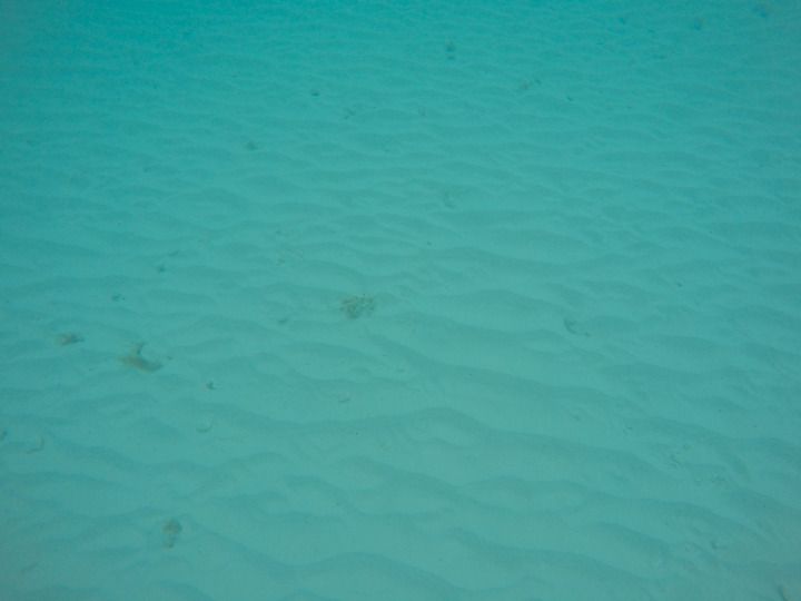  photo Grand Cayman-159_zpsjmapti4n.jpg