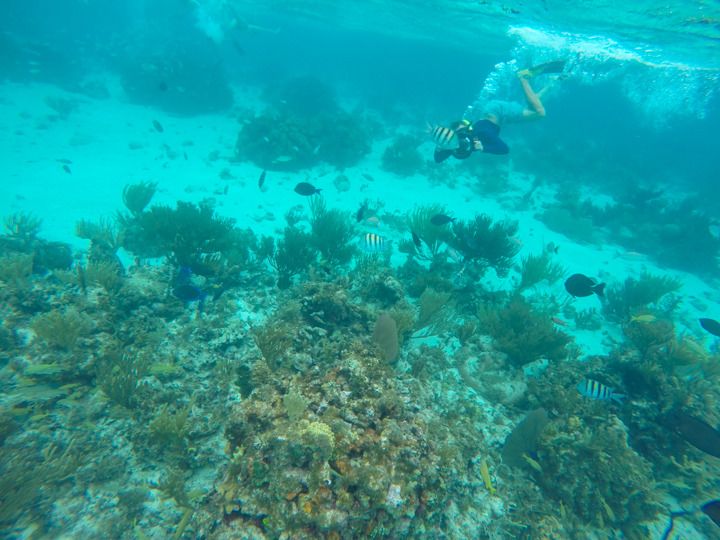  photo Grand Cayman-39_zps2i0y4jta.jpg