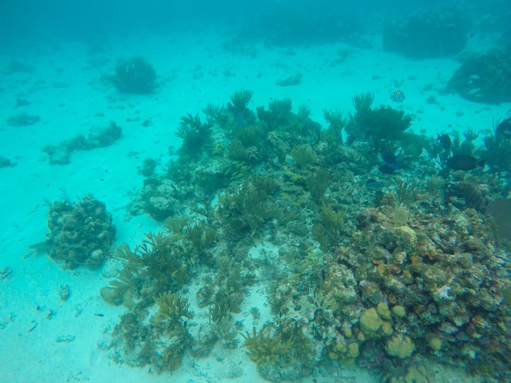  photo Grand Cayman-40_zps90wsxdkx.jpg