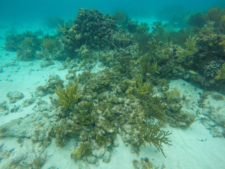  photo Grand Cayman-43_zpstvmvzfe7.jpg