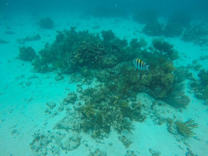  photo Grand Cayman-44_zpsj26fxhkm.jpg