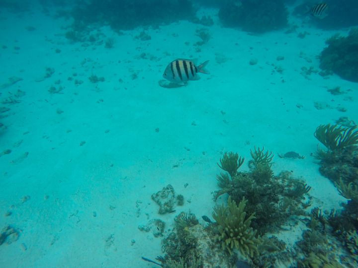  photo Grand Cayman-45_zpsrim4d1ci.jpg