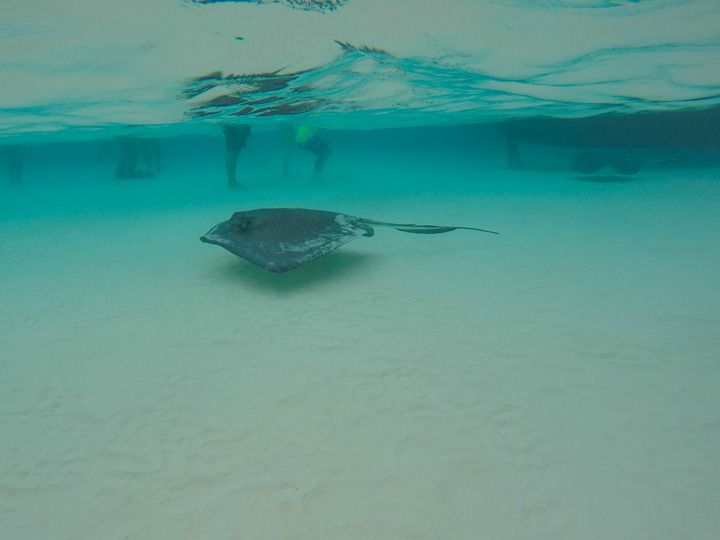  photo Grand Cayman-4_zpswrdae2th.jpg