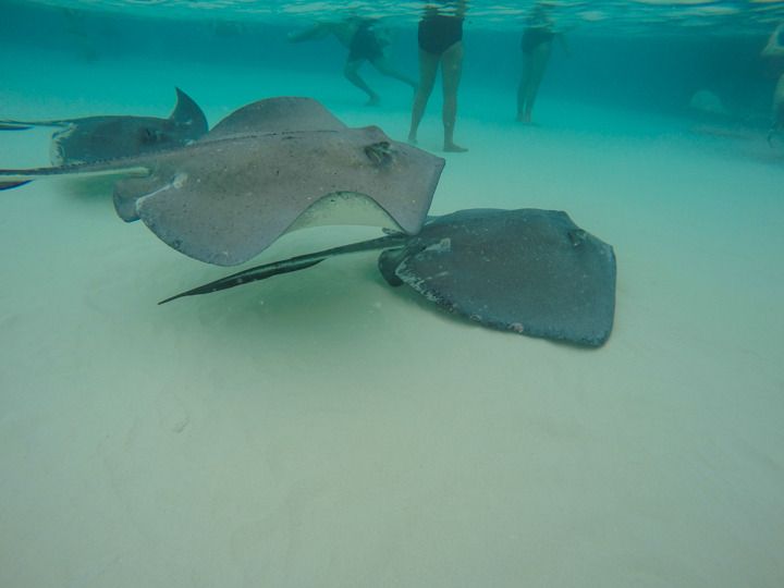  photo Grand Cayman-6_zpso7ibkl2p.jpg