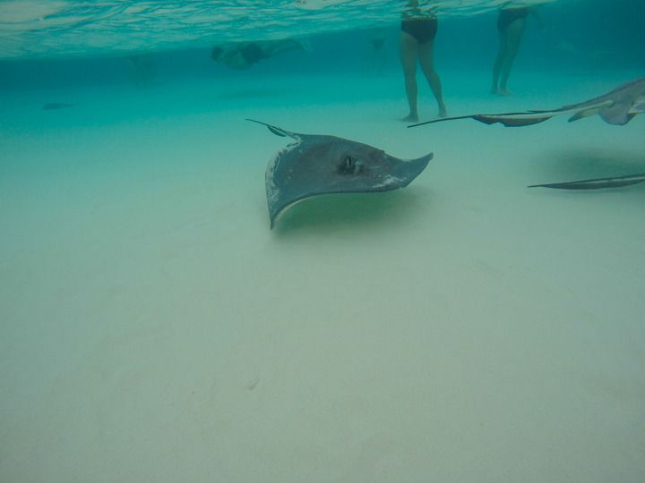  photo Grand Cayman-7_zpsssjkzpha.jpg