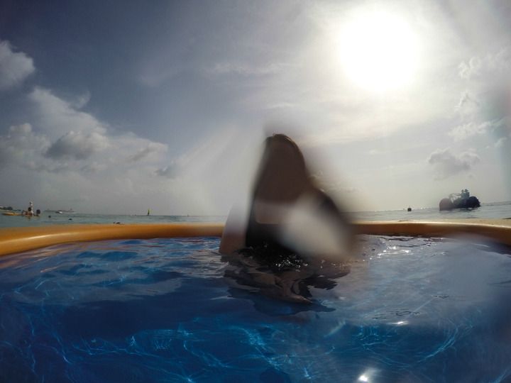  photo Grand Cayman-95_zpssvwfdoyy.jpg